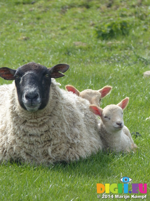 FZ004662 Two little lambs cuddled up to sheep